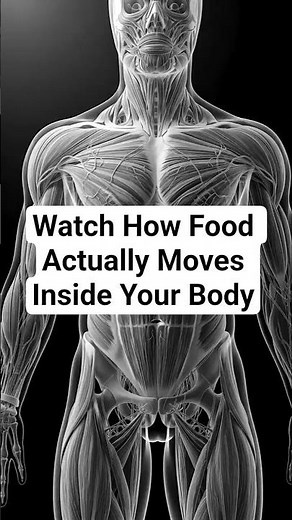 Watch How Food Actually Moves Inside Your Body (3D Anatomy Revealed)