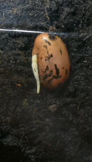 Understanding Hypogeal Seed Germination Through Animation