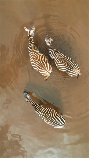 Dr. Lindah Muthoni (Ph. D) on Instagram: "Are you done watching the Mutara camp vlog? I’m thinking of posting another one this weekend. Which day do you prefer? Saturday or Sunday? Don’t forget to check out @ongeriexpeditions for inspo on your next vacation 😊"