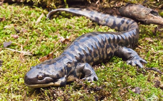 蝾螈之王【国家地理：动物零距离】*（熟肉）