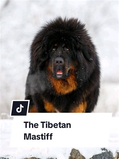 The Tibetan Mastiff — ancient, massive, and unstoppable 🐕🔥 Lion-like looks with a calm but fearless guard instinct. A true legend of the mountains! 🏔️🛡️ #TibetanMastiff #GuardianDog #PowerfulDogs #LoyalDogs #ForYou