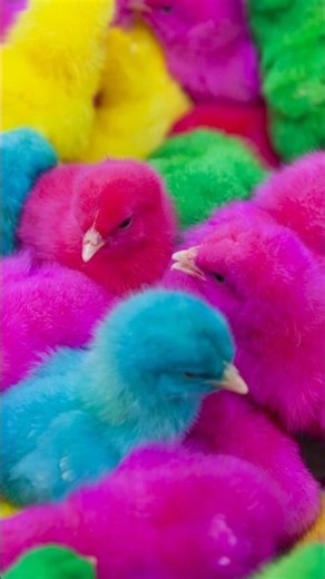 Beautiful Chicks and Duck #shorts
