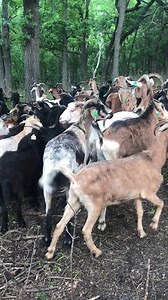 COMING UP AT NOON: Why is a Rochester park bringing in a herd of goats? These animal helpers have an important job to do to protect the natural environment in the area. We'll have the full story on KTTC at noon. https://kttc.com/live-stream/ | KTTC TV