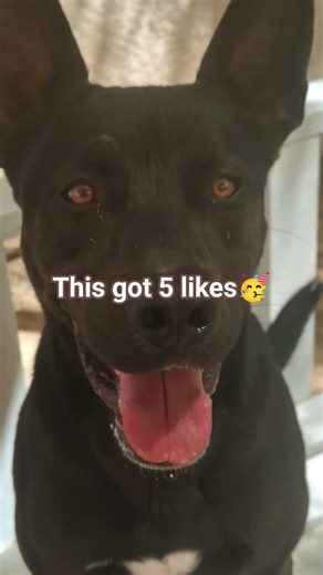 Duke is happy you watched.Please subscribe/like/ comment,trying to grow.