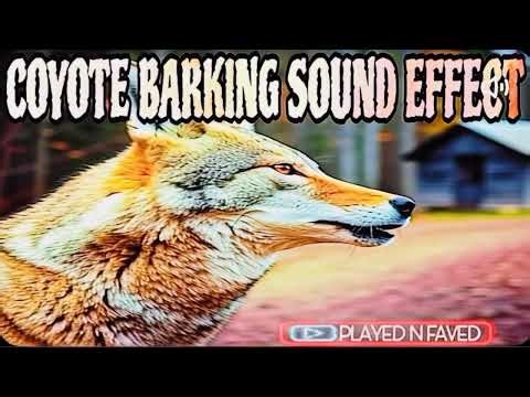 Angry Coyote Barking Sound Effect