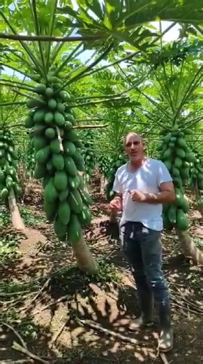 6.6K views · 82 reactions | Feria del agricultor San Rafael de Heredia  Domingos de 5:00am a 1:00 pm | Notibarraco "San Rafael de Heredia" | Facebook