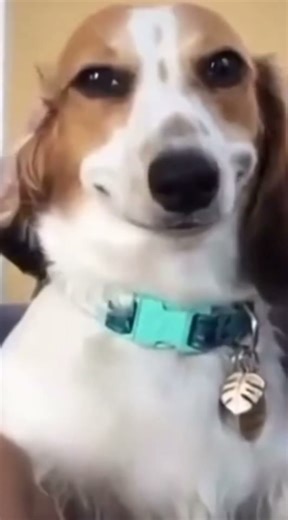 Smirking Dog Meme 🔥🔥