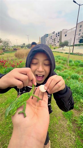 What do you think of the chameleon?🦎