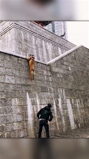 These Malinois Jump So High It Looks Unreal