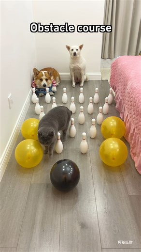 "The only way to win is not to play" #9gag #corgi | 9GAG