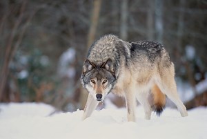 What to Do if You Encounter a Wolf In the Wild