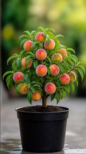 How to Grow Peaches at Home – You Won’t Believe This! 🍑 #shorts #viral #peach