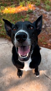 Dog has the happiest reaction when he hears he's going to run club 😍 We talked to Mav's mom, Twist, about how he meets new friends for her! Keep up with Mav & Melissa on TikTok: thedo.do/twist__13 & Instagram: thedo.do/twisterruns. | Little But Fierce by The Dodo
