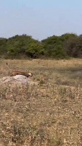 7.7K views · 65 reactions | WARTHOG ALMOST GOT CAUGHT | Jungle life | Facebook