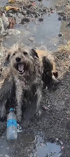 46 reactions | At the Animal Rescue Center, each rescued animal represents the power of kindness and humanity, made possible by the rescue team's unwavering commitment and the community's generous support. By getting involved and supporting the center, you join a collective mission to bring hope and healing to animals in need, one act of compassion at a time. [Full story in cᴑmments] | Dogs are family | Facebook