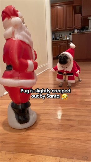 The Dodo on Instagram: "She waited hours at the mall just for this moment — and we'd say it was a success ❤️ Chloe shared how @puggpickles over-the-top reaction to a Santa gnome led to the sweetest meet-and-greet with the real Santa 💕"