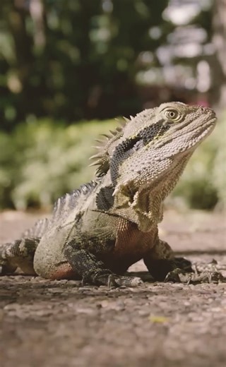 Australian Agama – The Dragon Lizard from Down Under