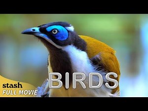 Birds | Observational Documentary | Full Movie | 60 Australian Species