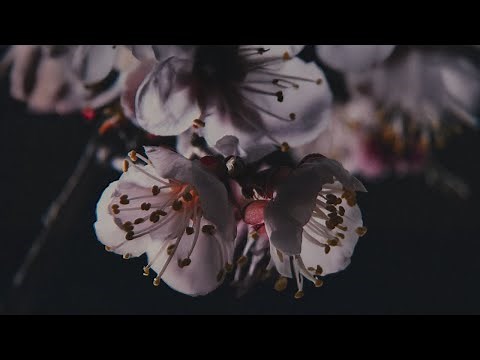 Cane Hill - Blood & Honey (Official Music Video)