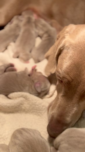 Fresh #babydogs are the best 🐶❤️ Puppies available from this litter! Message for more information 📨 #weimaraner #puppies #weimlife | Greystone Weimaraners