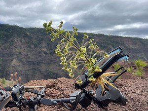 How daredevil drones find nearly extinct plants hiding in cliffs