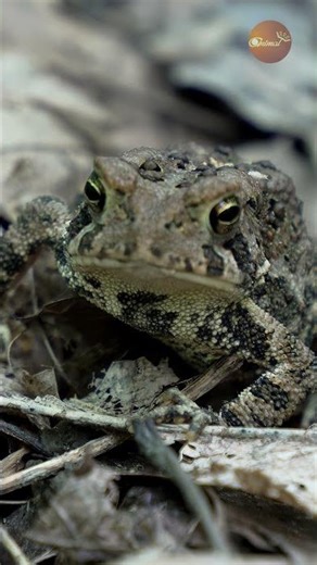 THE FOREST GUARDIAN: Watch It Breathe!