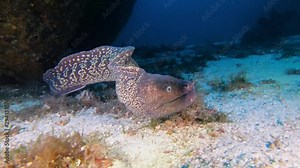 Underwater scene - Moray eel a wants to attack my camera - Undersea wildlife