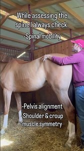 This Horse RELEASE Surprised also Me! 🤯 #asmr