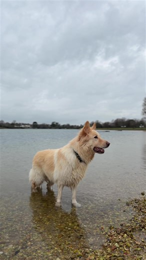 Understanding the White German Shepherd Breed
