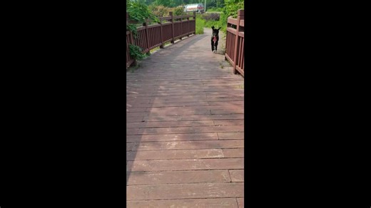Dog hops with front legs, walks normally with hind legs in Shandong, China