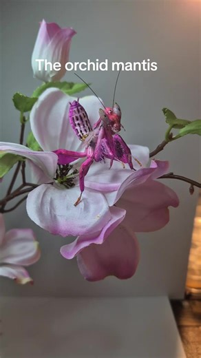 An Orchid Mantis tied by hand using fly tying techniques and materials. Part of a display. #flytying #fishing #art #flyfishing #mantis
