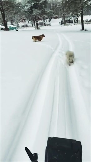 ATV Ride #goldenretriever #americaneskimo #dog #shorts #atv #fyp #foryoupage