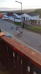 He is selling veggies on the streets of Cape Town and his marketing strategies is working for him and his customers are responding positively.👌 #capetown #streetvendors #veggies | Kasi Hustlers