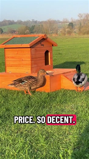 Adorable Ducklings: Nature's Sweetest Sight