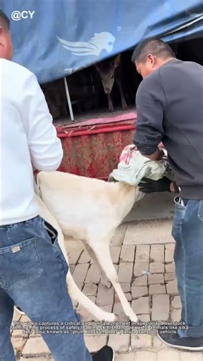 The Smart Way to Load Deer into a Truck! 🦌🚚 | Farm Life Hack