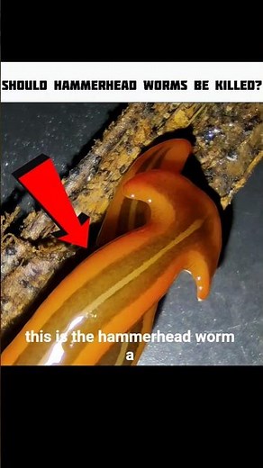 The Truth About Hammerhead Worms 😨 | Don’t Cut Them!
