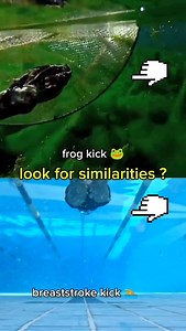 318 reactions · 29 shares | ✨ Believe it or not… the frog’s leg kick & breaststroke kick are 100% identical! ‍♂️ #swimbikerun #swimming #swimwear #swimsuit #swimming #swim #swimmer #sport #sports #frog | Ziad Adel | Facebook