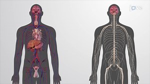 Video: An Overview of the Endocrine System