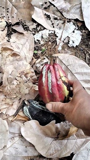 Kenapa Monyet Tidak Jadi Makan Buah Ini❓