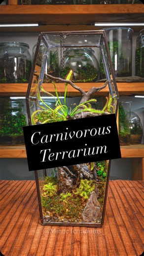 👻 Here’s a quick #terrarium I built to get in the Halloween spirit. This closed setup includes a few carnivorous plants: Drosera capensis, Drosera spatulata, Ficus pumila ‘quercifolia’, and moss—layered over sphagnum, pumice, and Seiryu stone. #MinneTerrariums #terrarium #terrariums #terrarium_art #terrariumlove #terrariumimaginarium #terrariumdesign #terrariumplants #miniterrarium #miniterrariums #mossterrarium #vivarium #plantlover #indoorplants #plantsmakepeoplehappy | MinneTerrariums