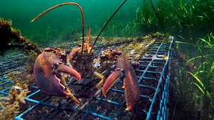 Lobster catch headed for decline, not crash, scientists say