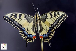 Papillon Machaon: élevage: œuf, chenille, cycle de vie, nourriture