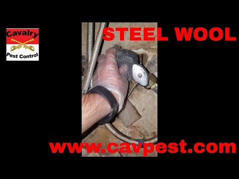 Rodent Control! How to plug rat holes using steel wool! CHEAP!