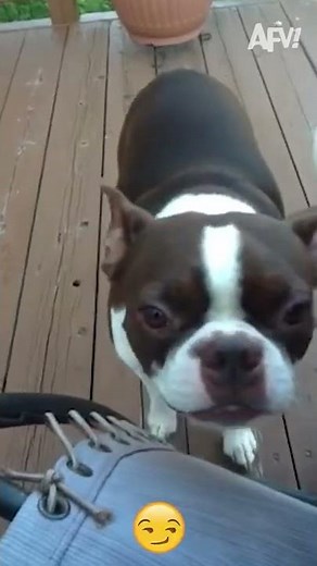 When Pets ATTACK! 😂 | Funniest Pet Fails | AFV #Shorts