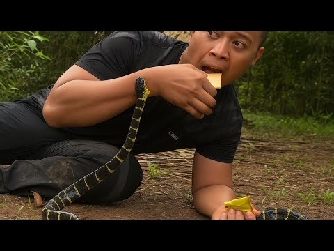 Rare Snake Bite Moments Caught on Camera!