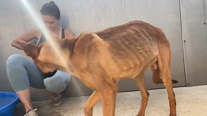 9.1K views · 499 reactions | Heartbreaking! Toucan Sam was so frail...