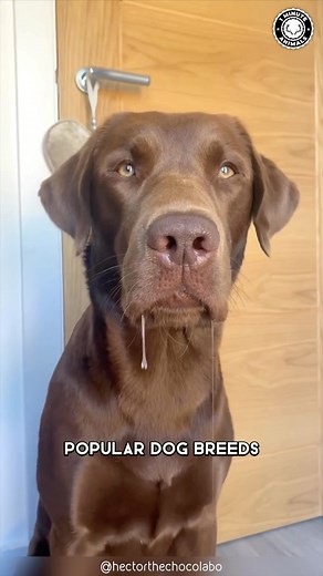 589K views · 18K reactions | Labrador Retriever  What Makes Labs Perfect for Newbies? #labrador #labradorretriever #labradors #labradorpuppy #labradorlove #labradorable #labradoroftheday #labradors_ #labradorlovers #labradorlife | 1 Minute Animals | Facebook