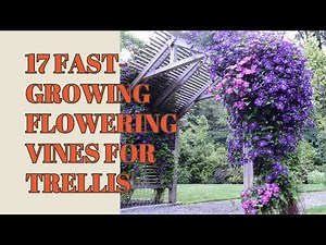 Fast-Growing Flowering Vines For Trellis | Climbing Flowering Vines | Flowering Vine Plants