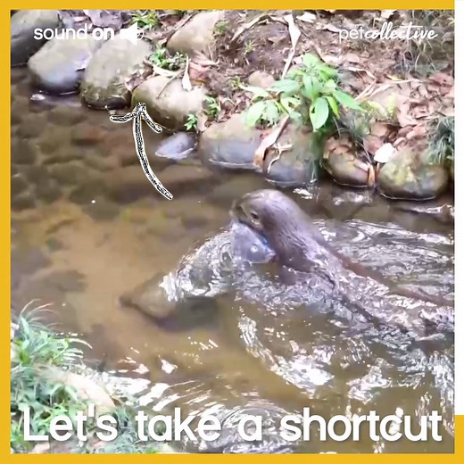 Hello from the Otter side! | Try Not to Laugh