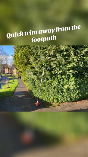 Effective Techniques for Trimming Conifers Safely